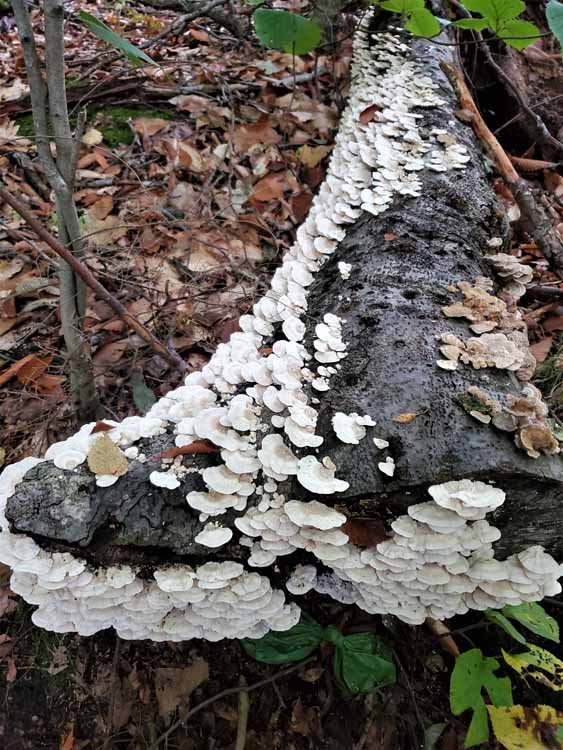 mushrooms